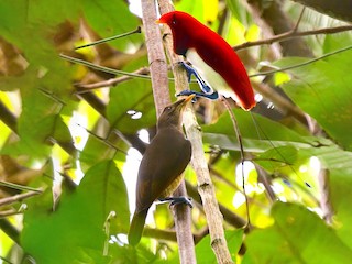  - King Bird-of-Paradise