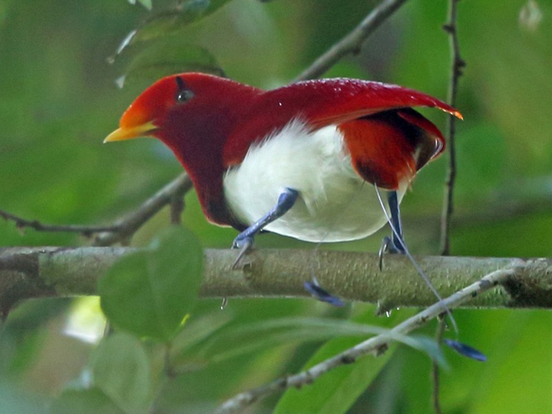 King Bird-of-Paradise - Nigel Voaden