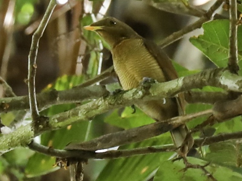 King Bird-of-Paradise - Anonymous