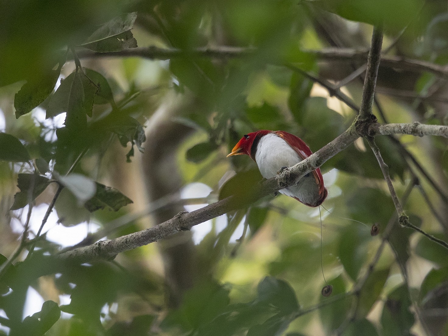 king bird of paradise