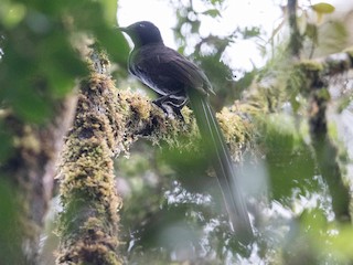 オナガフウチョウ - eBird