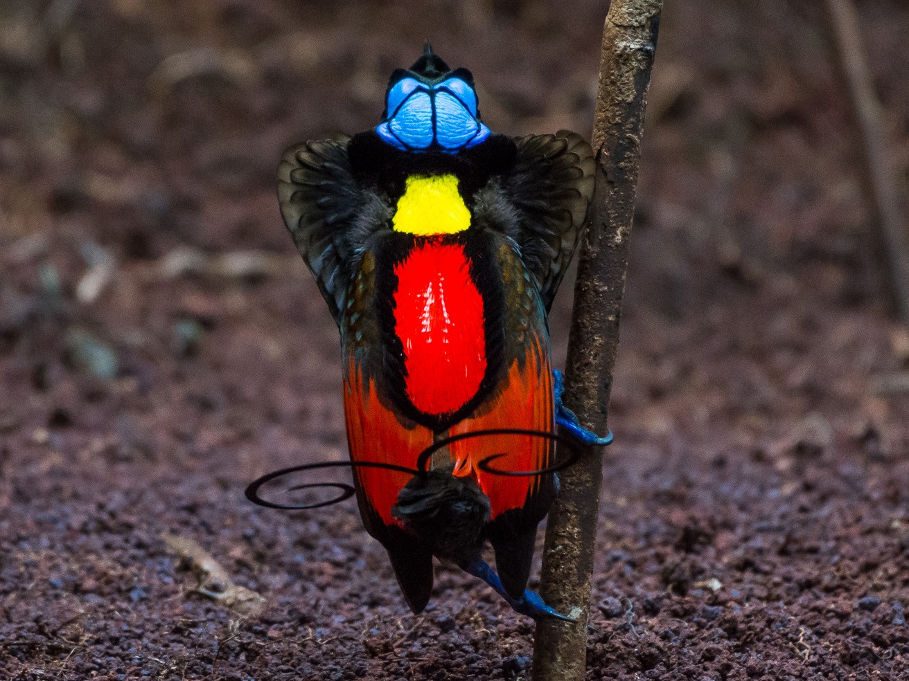 Wilson's Bird-of-Paradise - eBird