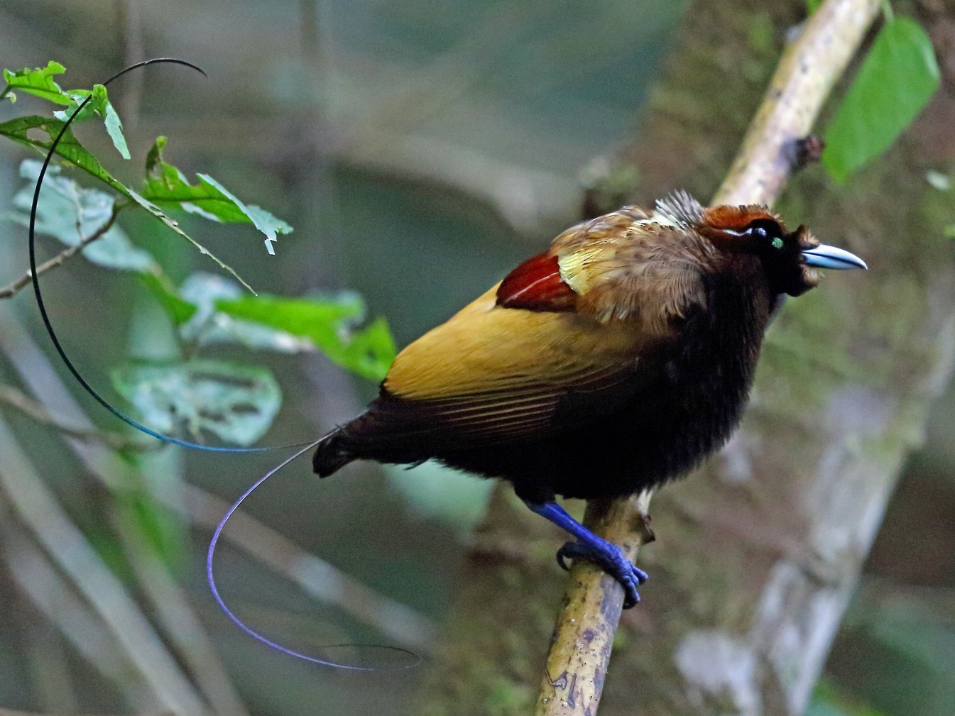 Ave del Paraíso Magnífica - eBird