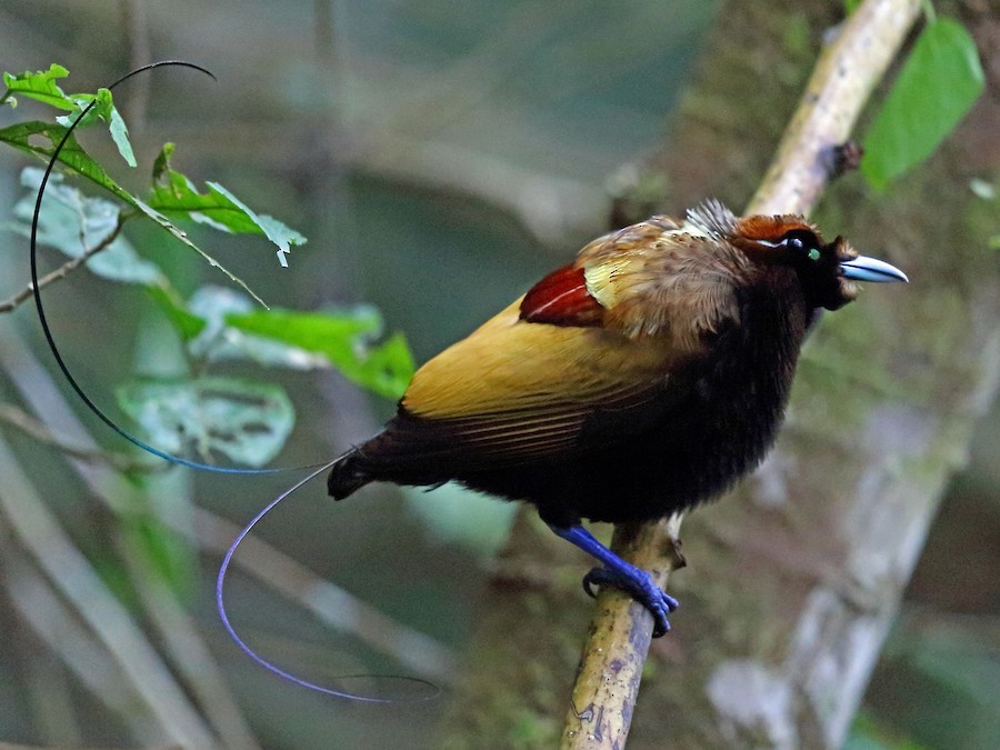 Magnificent Bird-of-Paradise - eBird