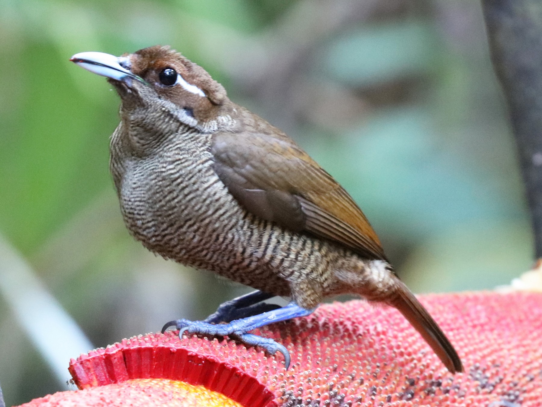 Ave del Paraíso Magnífica - eBird