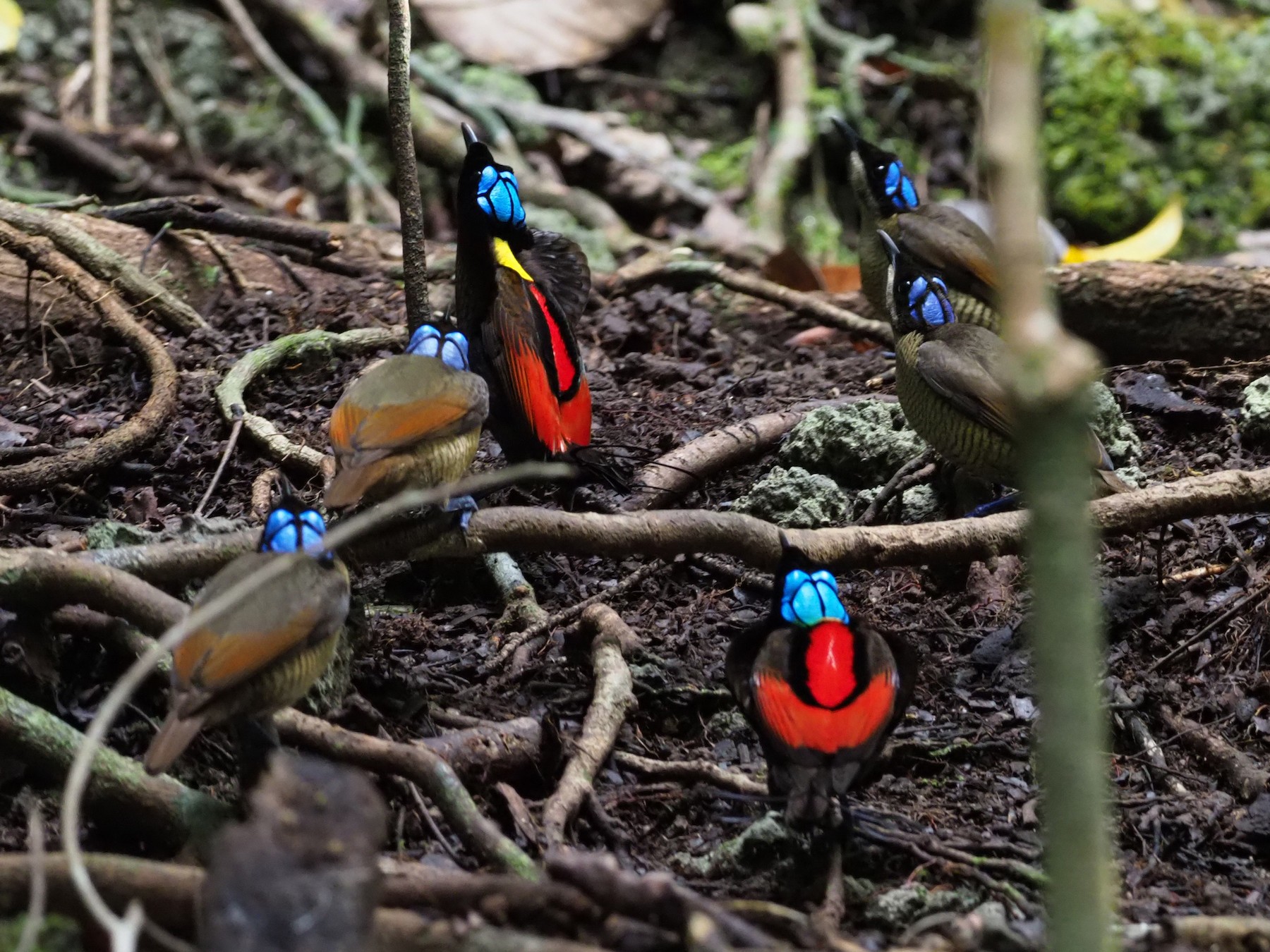 Wilson's Bird-of-Paradise - eBird