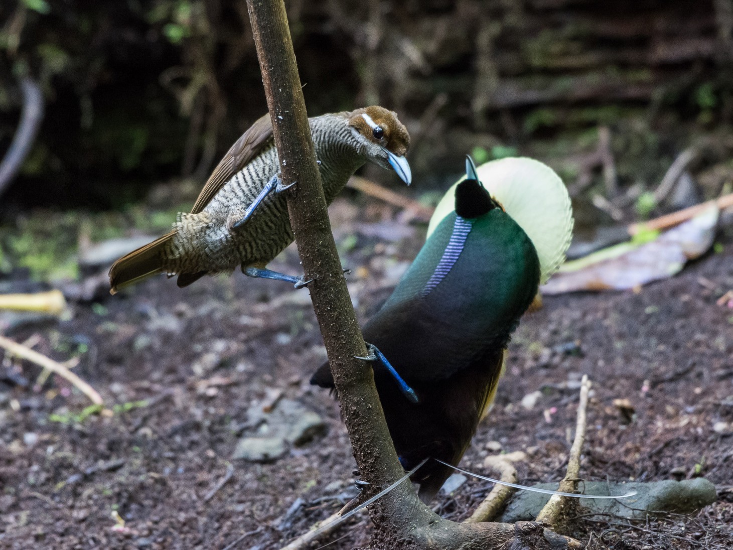 Magnificent Bird-of-Paradise - Lisa & Li Li