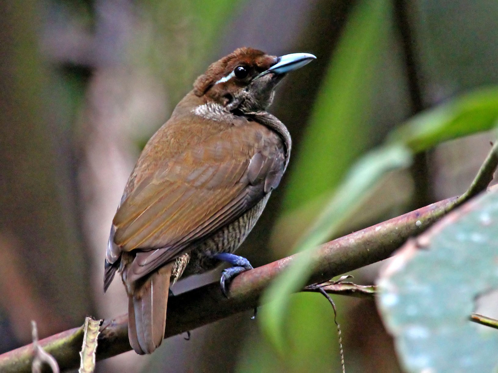 Magnificent Bird-of-Paradise - eBird