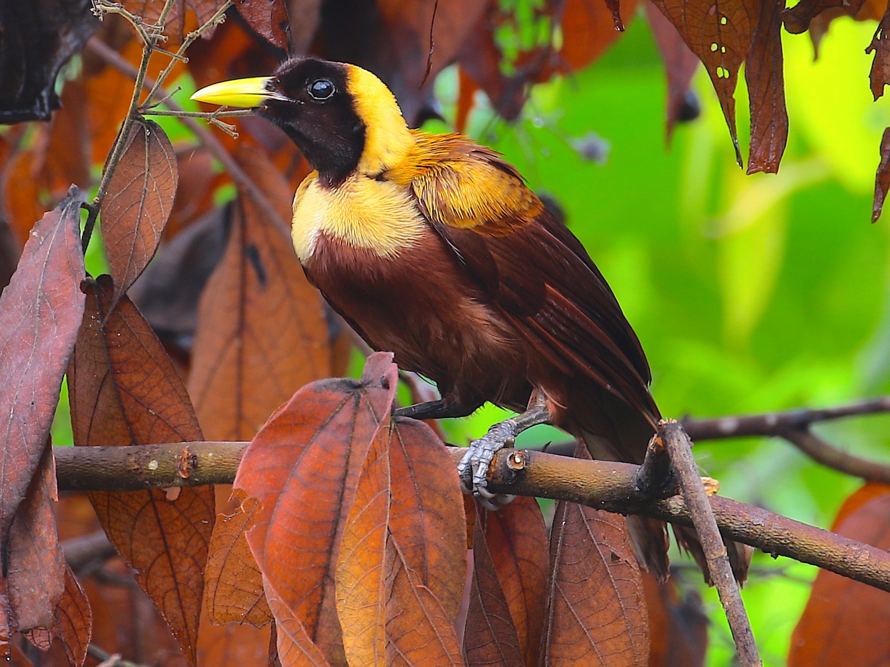 red-bird-of-paradise