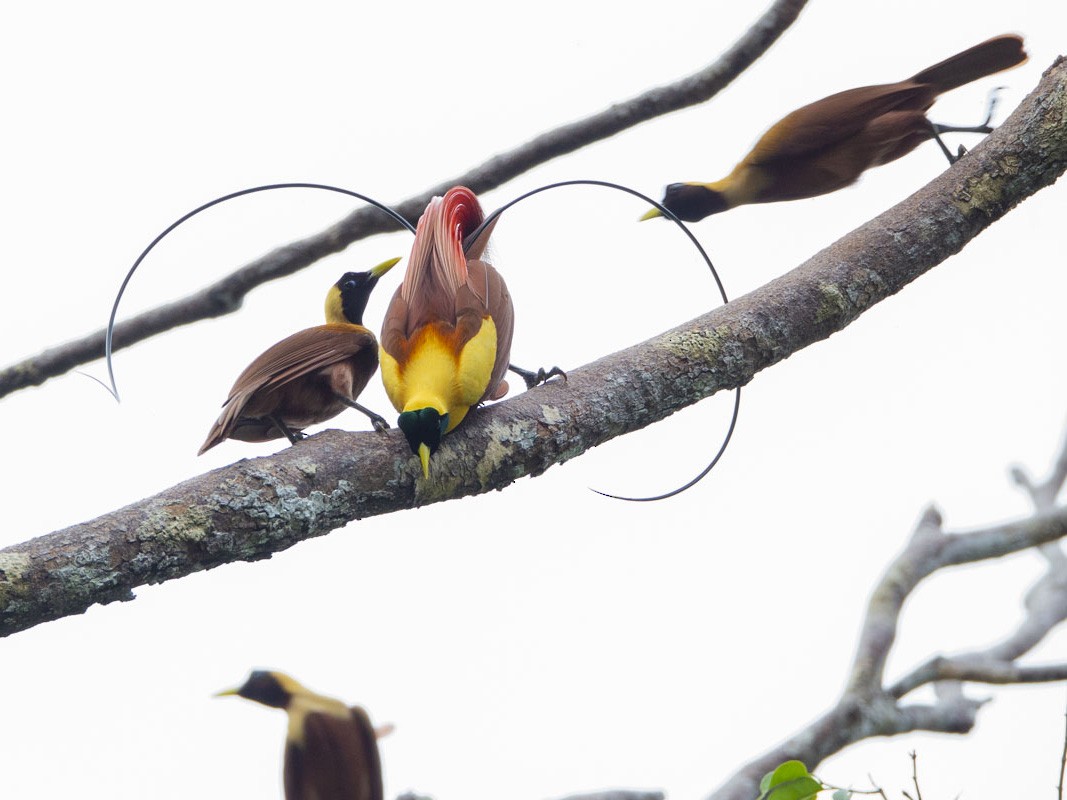 red bird of paradise