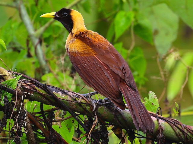 red bird of paradise