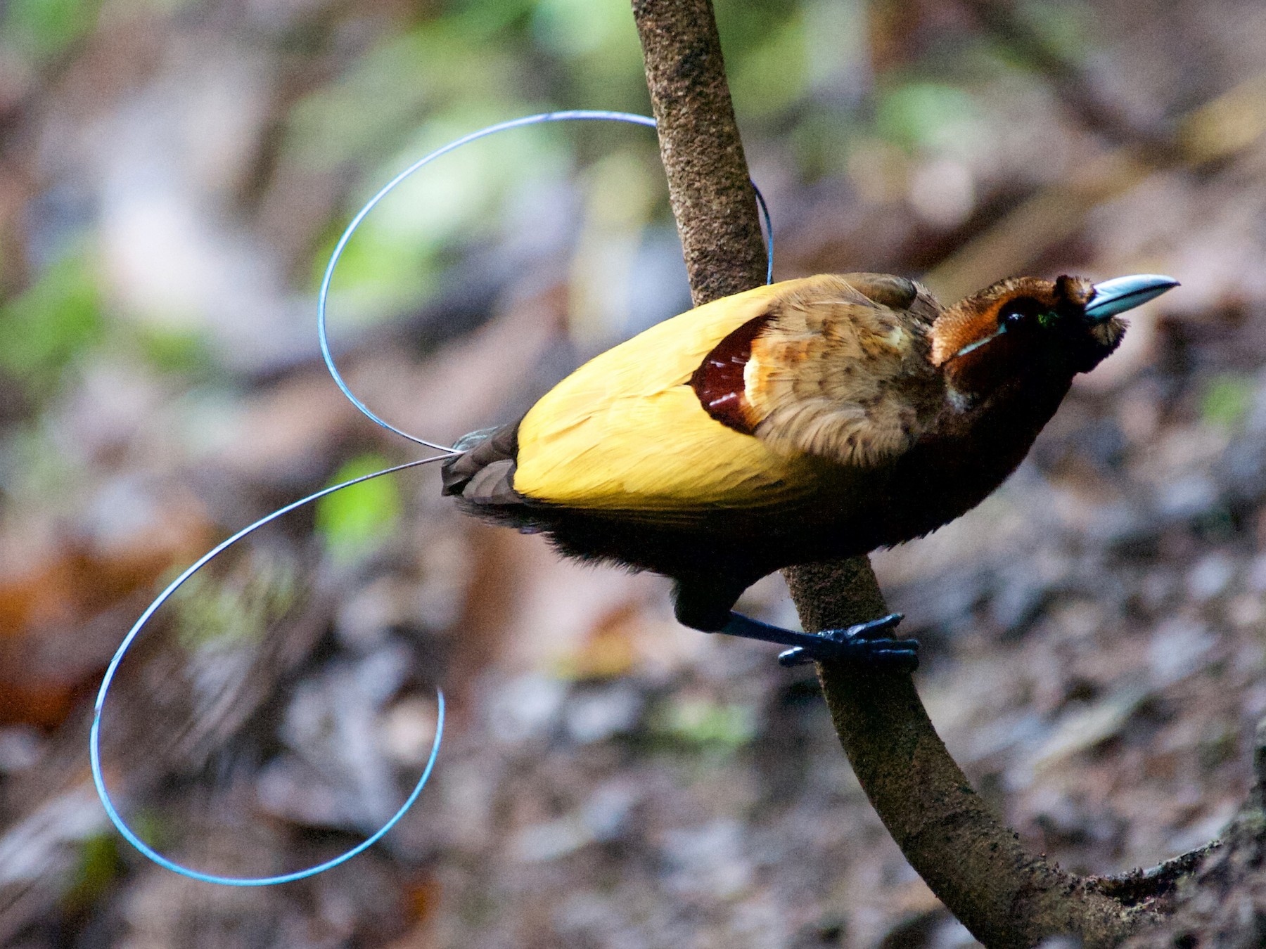 Magnificent Bird-of-Paradise - John C. Mittermeier