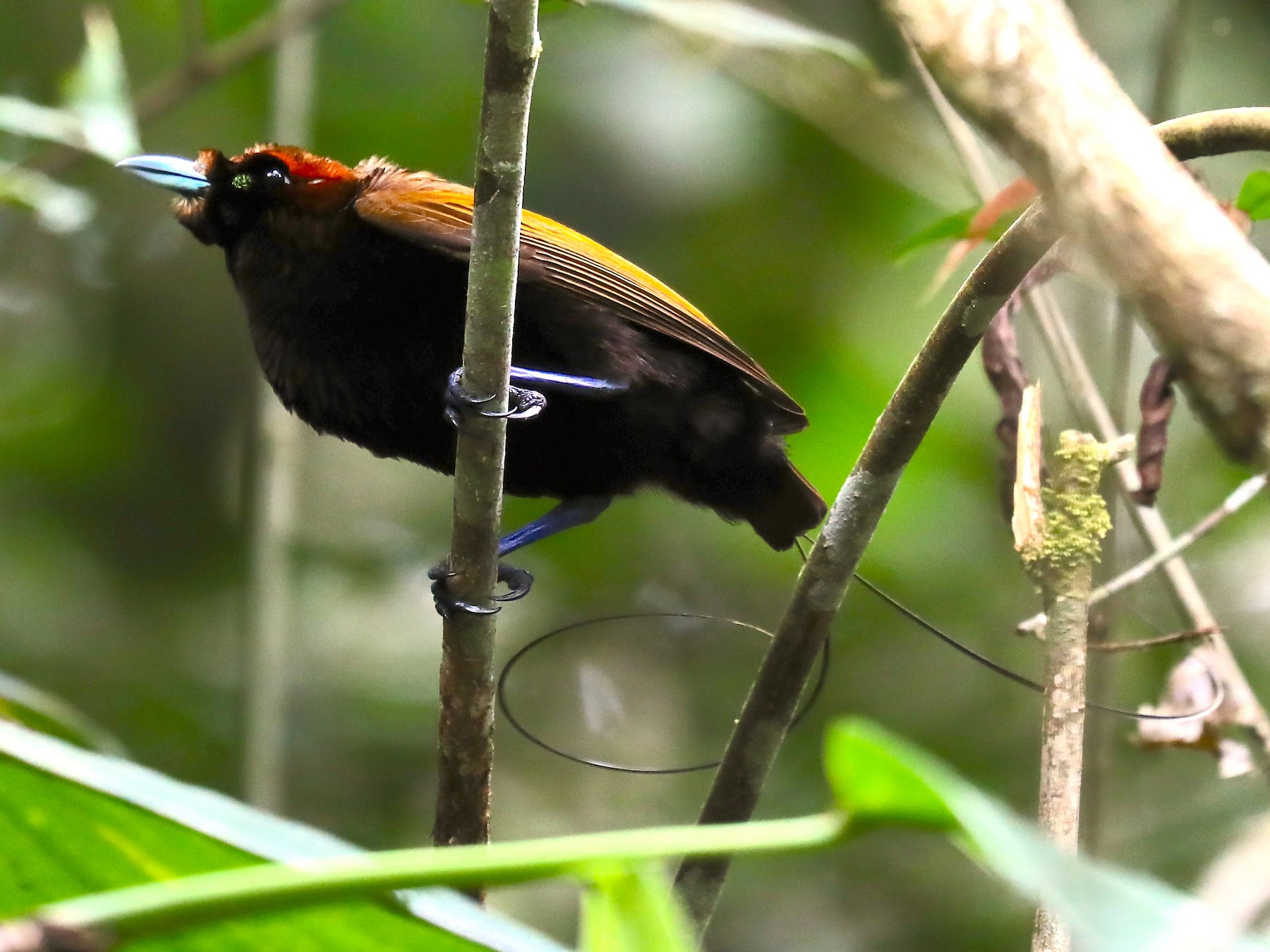 Blue Bird-of-Paradise - eBird