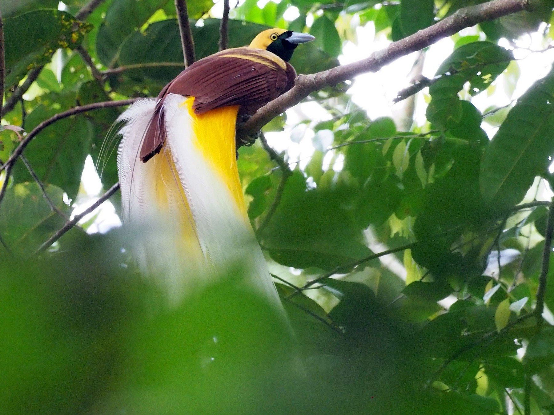 Lesser Bird Of Paradise Flying