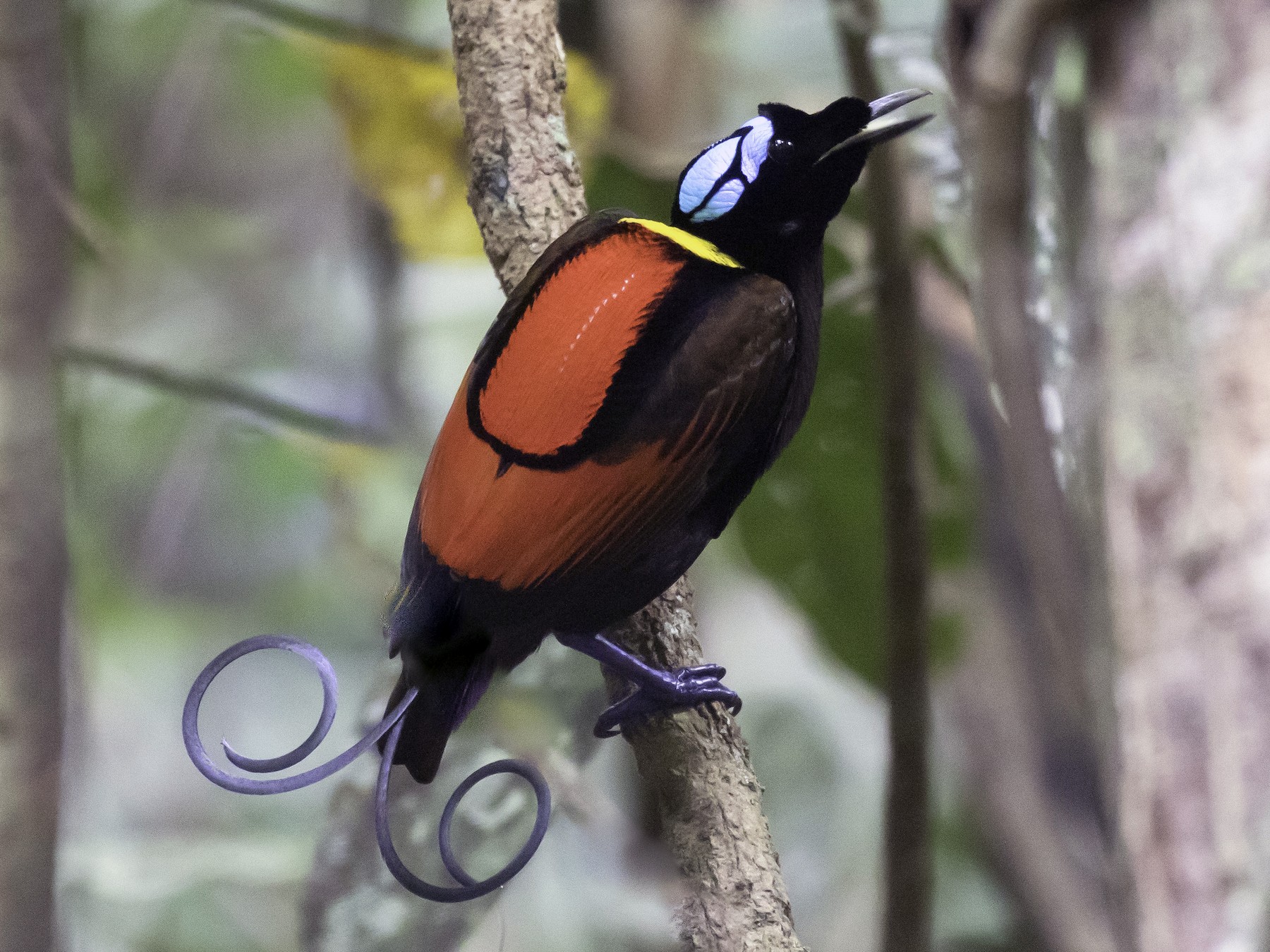 BIRD OF PARADISE definição e significado