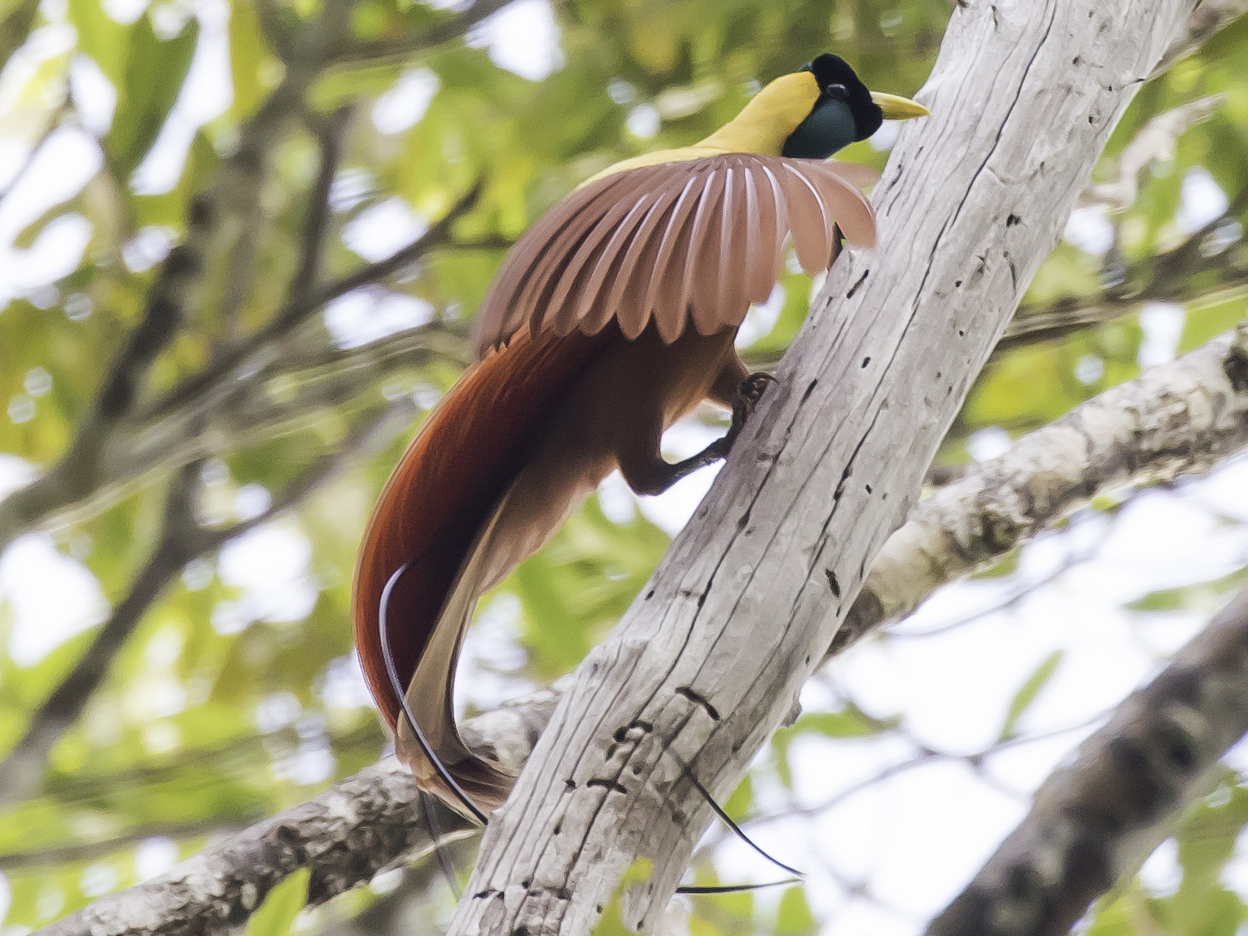 Red Bird-of-Paradise - Sayam U. Chowdhury