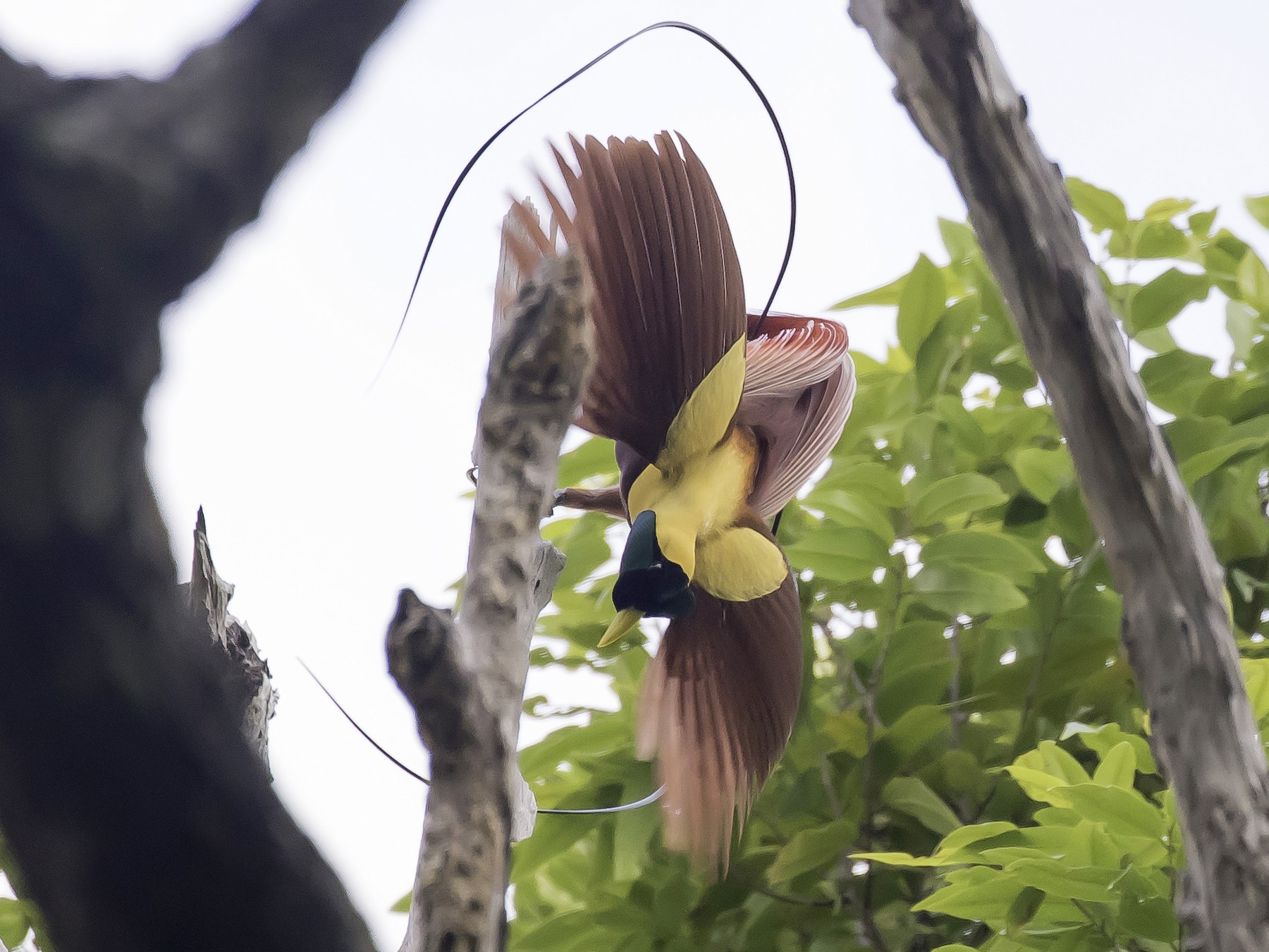 red bird of paradise