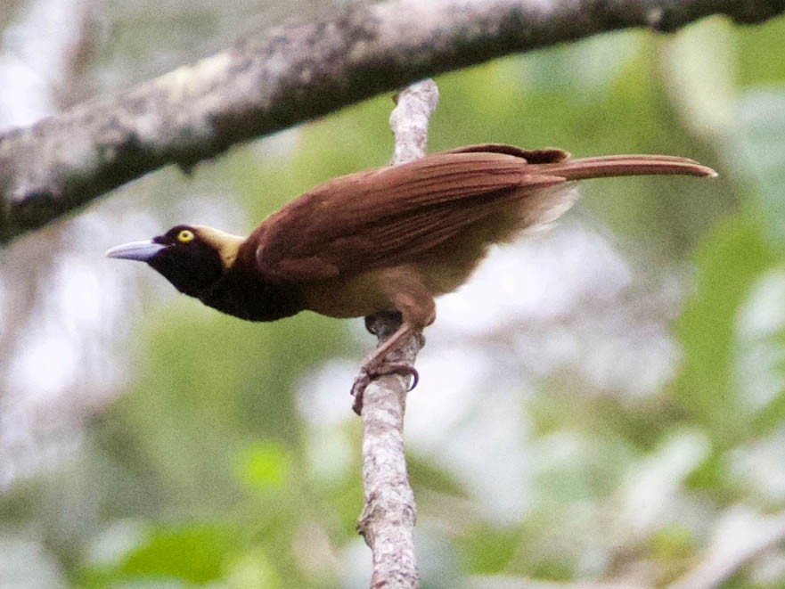 Raggiana Bird-of-Paradise - Scott Baker