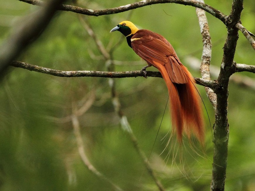 Ave del Paraíso de Raggi - eBird