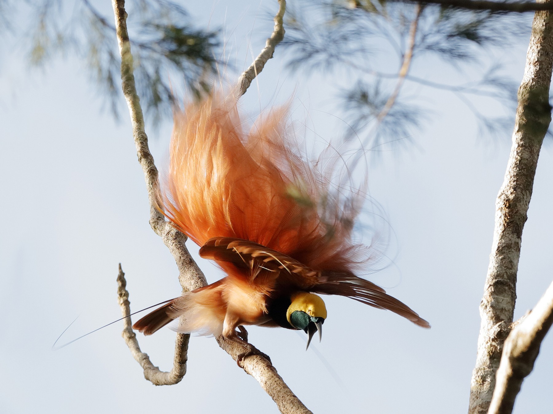 Ave del Paraíso de Raggi - eBird