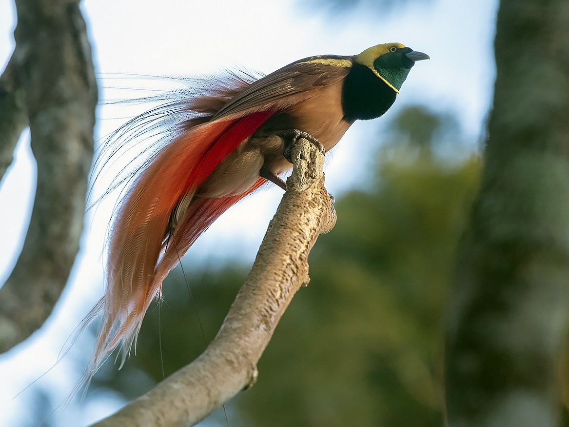 BIRD OF PARADISE definição e significado