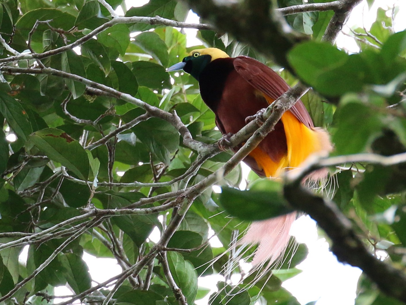 Greater Bird-of-Paradise - Oscar Campbell