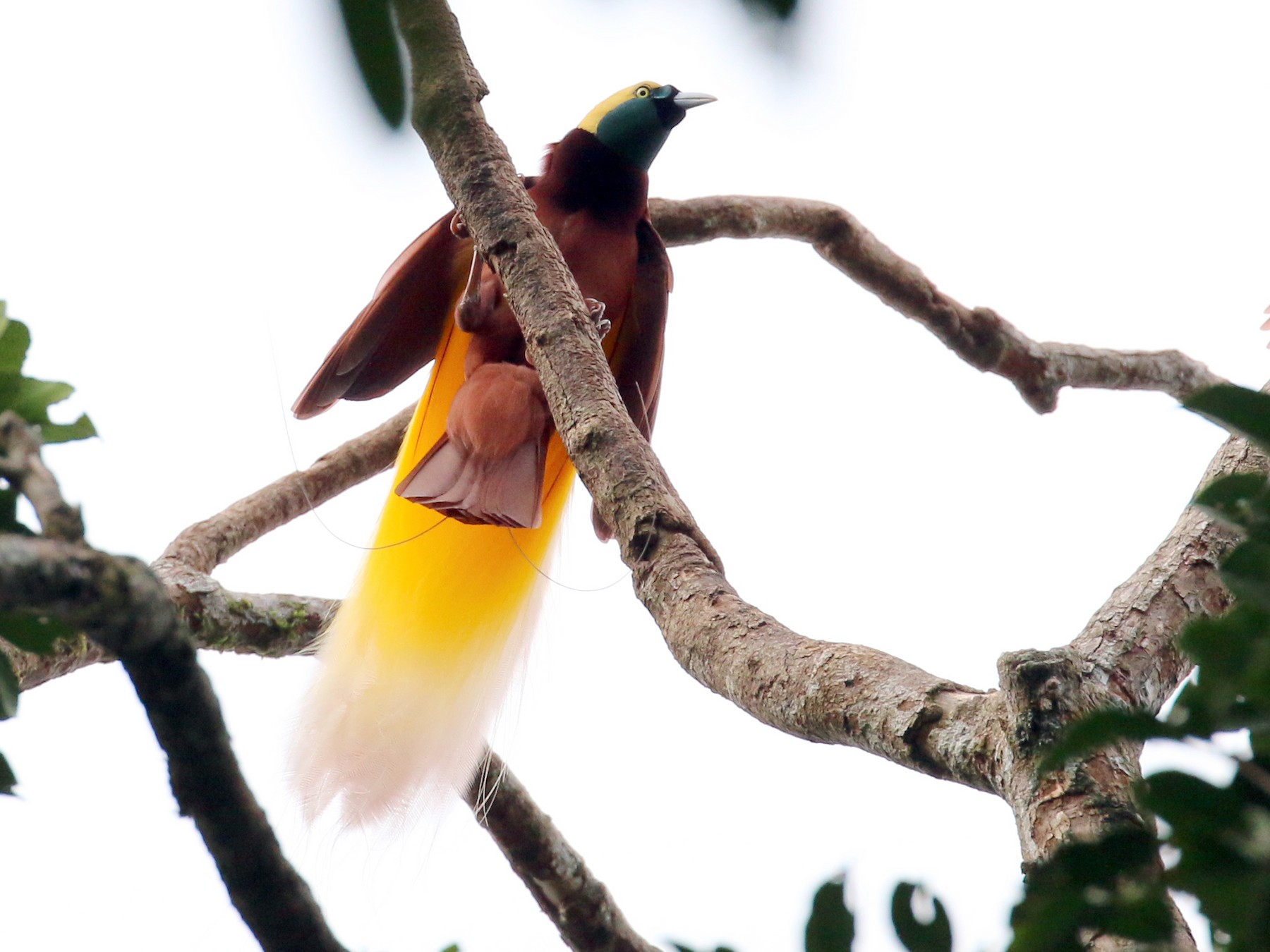 Greater Bird Of Paradise Bird