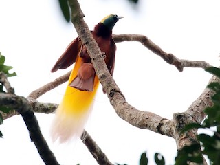 Greater Bird-of-Paradise - eBird