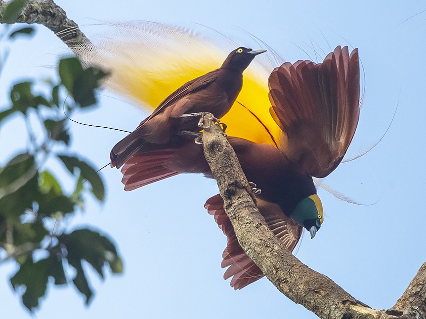 Greater Bird-of-Paradise