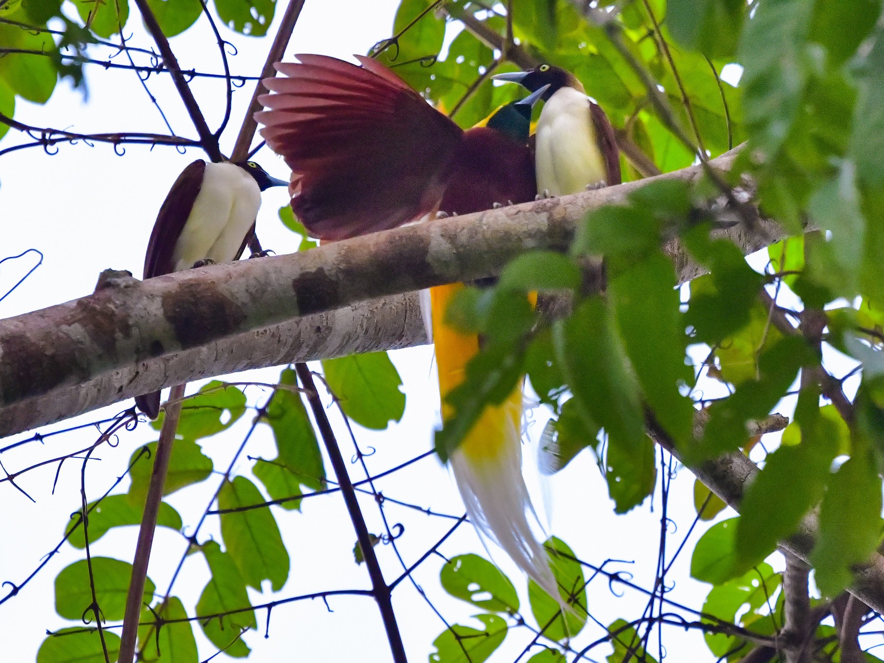 Lesser Bird-of-Paradise - Anonymous