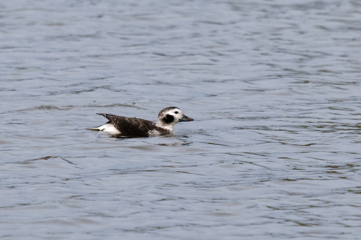Long-tailed Duck - ML274930871