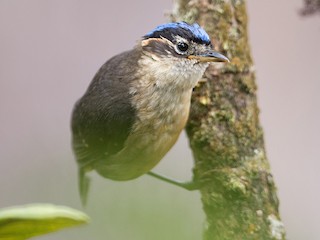  - Blue-capped Ifrita