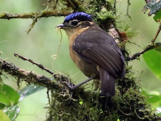  - Blue-capped Ifrita