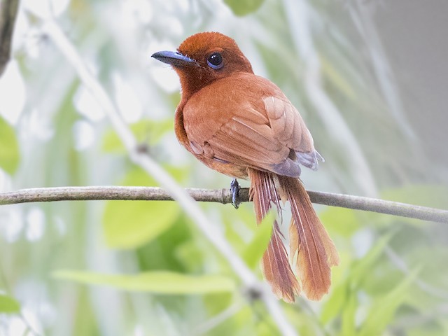 Adult (Northern) - Rufous Paradise-Flycatcher (Northern) - 