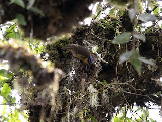  - Blue-capped Ifrita