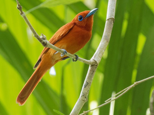 Male (Southern) - Rufous Paradise-Flycatcher (Southern) - 