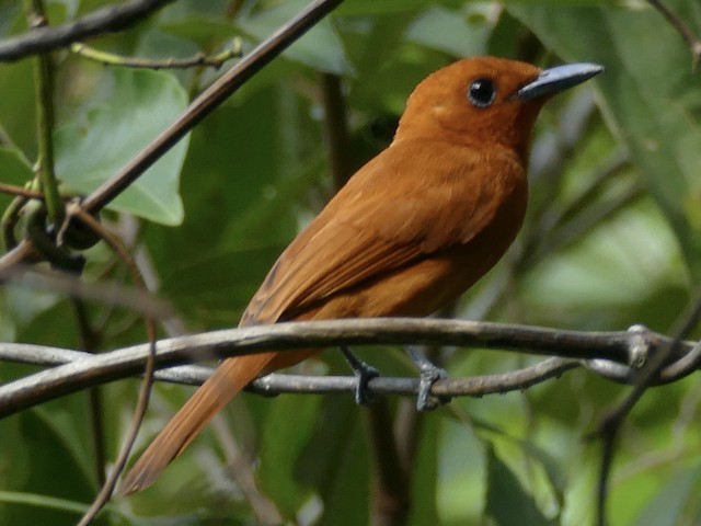Female (Southern) - Rufous Paradise-Flycatcher - 