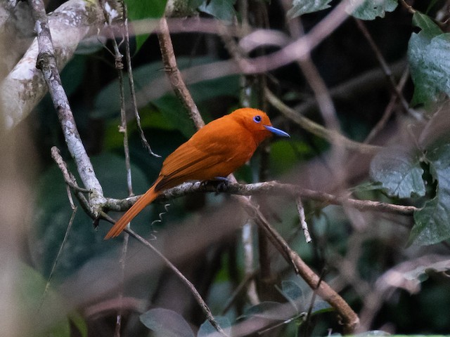 Male (Southern) - Rufous Paradise-Flycatcher - 