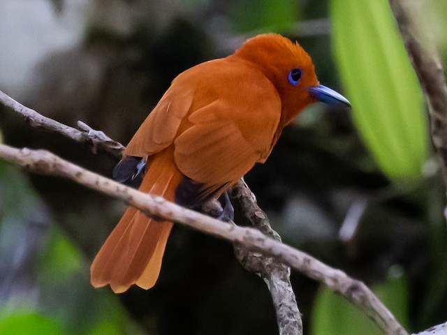 Male (Southern) - Rufous Paradise-Flycatcher - 