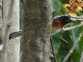 Ak Kuyruklu Monark - eBird