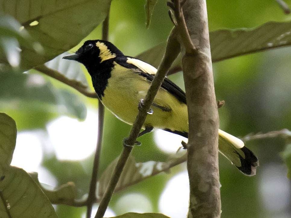 Biak Monarch - eBird