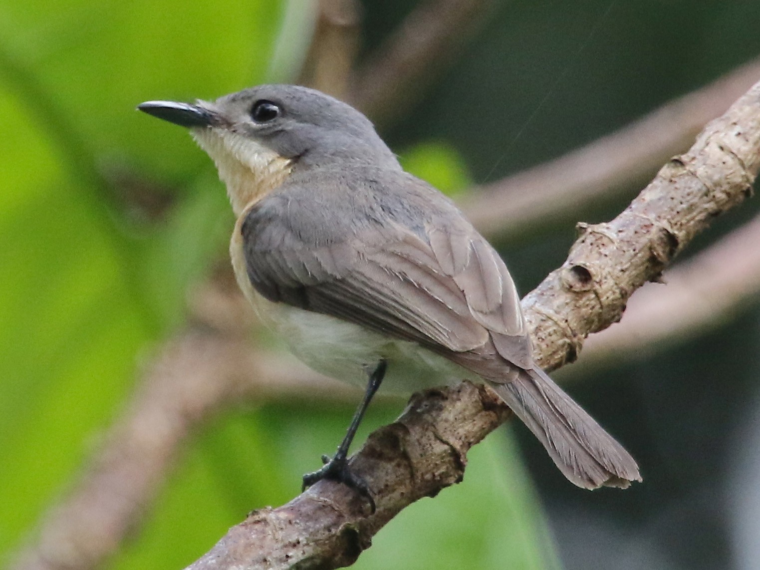 Moluccan Flycatcher - Gil Ewing