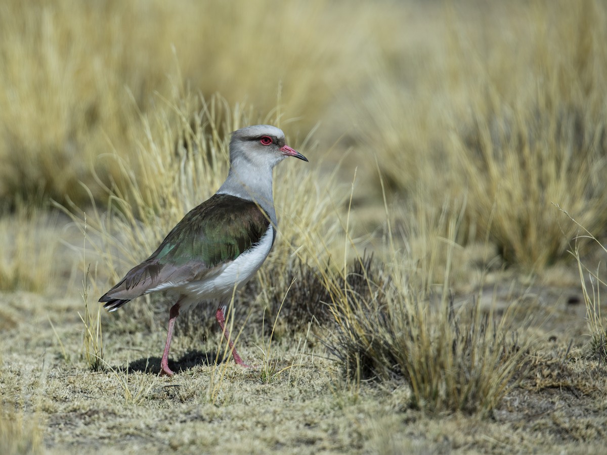 Andean Lapwing - ML274932501