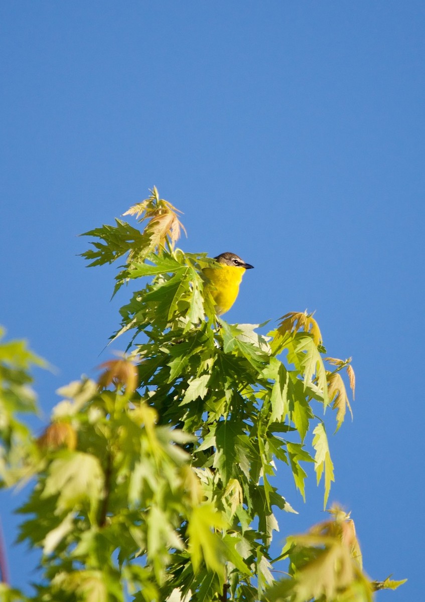 Yellow-breasted Chat - ML274937861