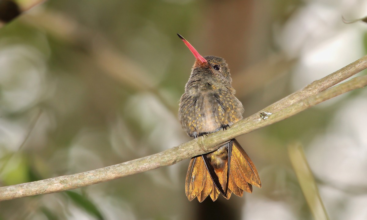 Gilded Hummingbird - ML274942321