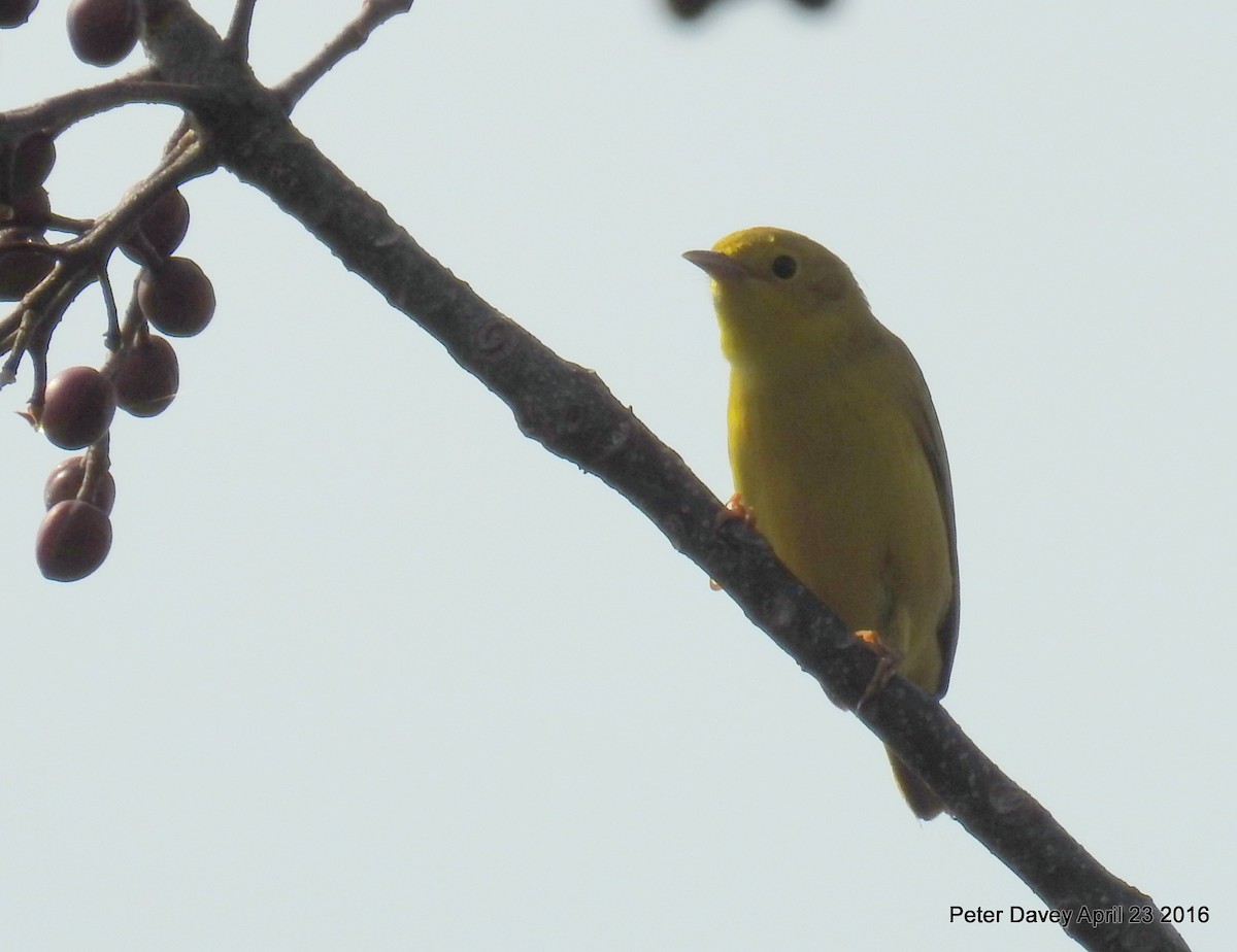 Yellow Warbler - Peter Davey