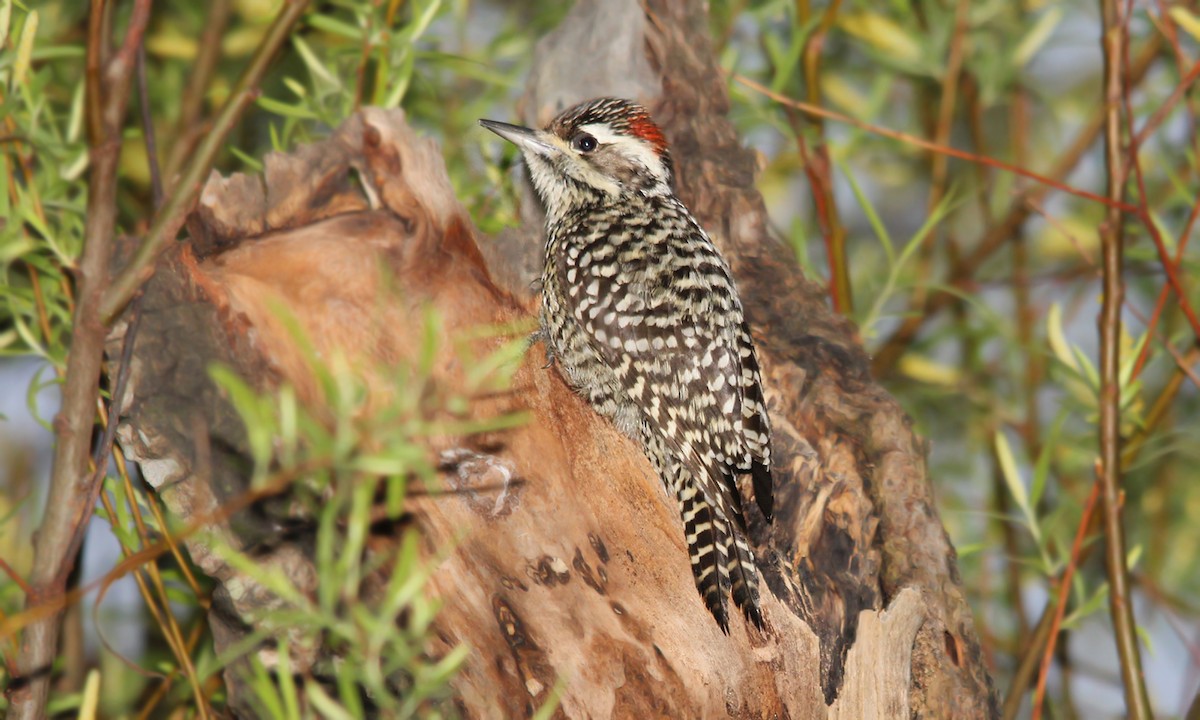 Checkered Woodpecker - ML274944061
