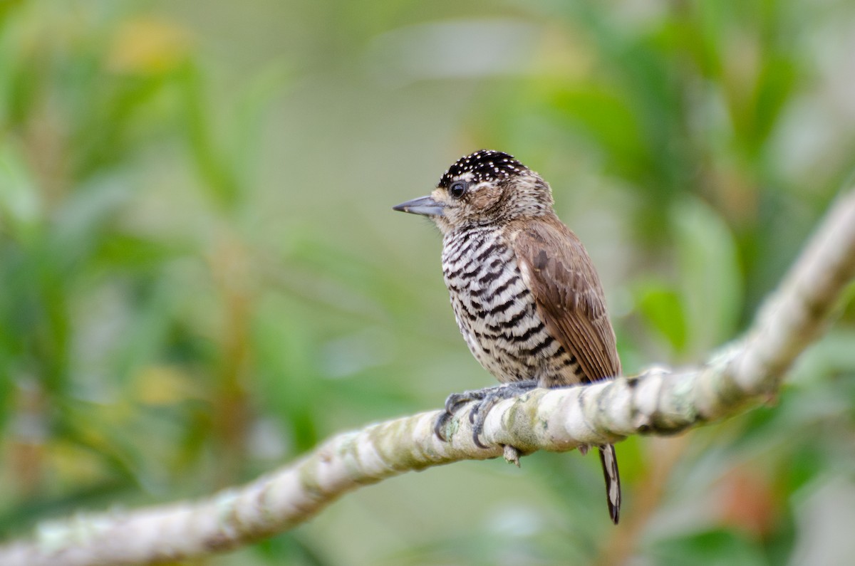 White-barred Piculet - ML274948791