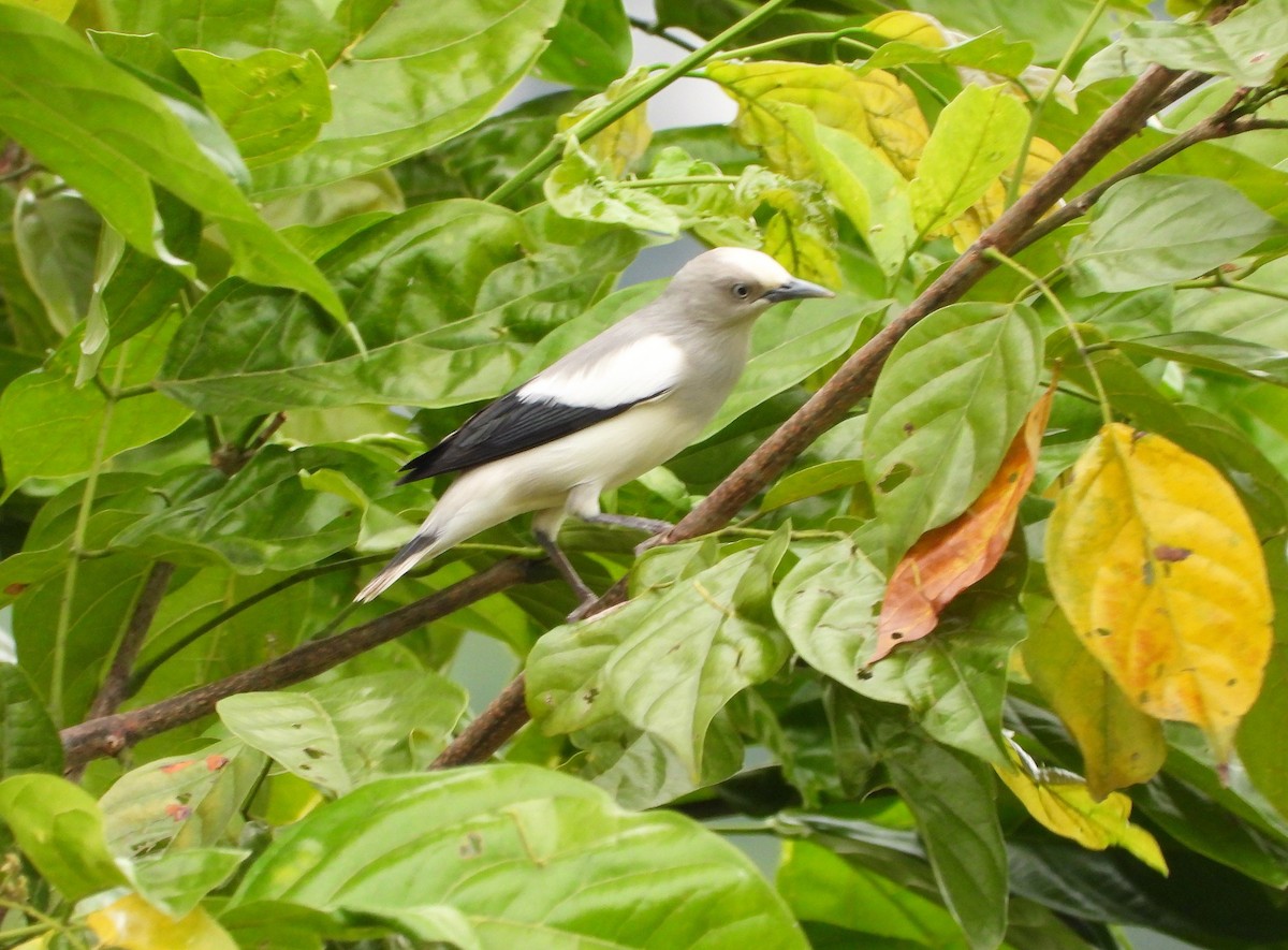 White-shouldered Starling - Khoo Meilin