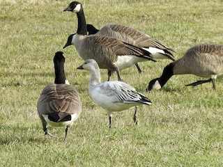 Snow Goose, ML274950071